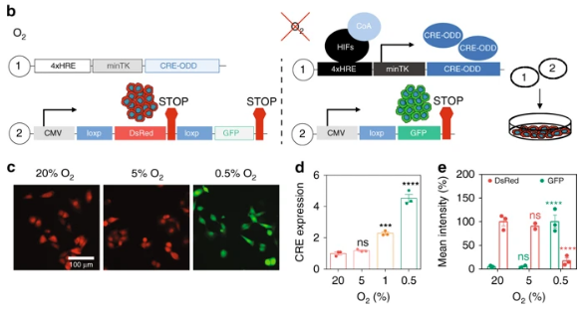 Daniele Gilkes Lab